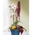 The FTD� Exotica� Planter