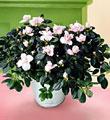 The FTD� Azalea (Lg)