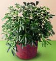 The FTD� Schefflera Arboricola