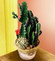 The FTD� Cactus Garden