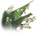 lily of the valley