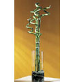 The FTD� Curly Bamboo Arrangement